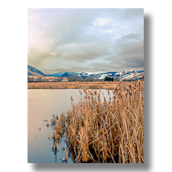 Cattails growing along the banks of the James River near Bozeman Montaina.