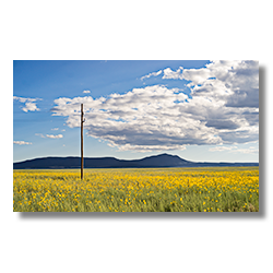 Yellow wildflowers along the New Mexico, Arizona border.