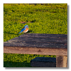 Western Bluebird perched on a weathered wooden picnic table in a grassy park near Moonstone Beach, California