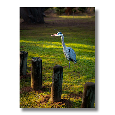 Great blue heron walking through a grassy park near Moonstone Beach in Cambria, California, lit by soft morning sun