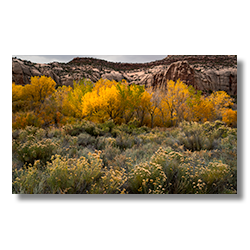 Autumn cottonwoods line Indian Creek beneath red rock cliffs in Bears Ears National Monument, Utah