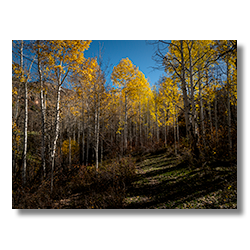 Remains of yellow aspen trees in the La Sal Mountains, winding path through forest