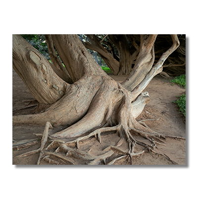 Close-up of twisted trunks and exposed roots of Monterey Pines shaped by coastal winds at Moonstone Beach in Cambria, California