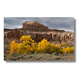 Autumn storm over Shay Butte and yellow cottonwoods along Indian Creek, Bears Ears N.M.
