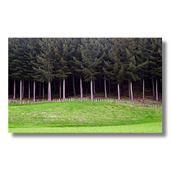 A short fence is all that keeps a heard of pine trees from devouring the meadows grass.