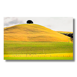 A lone tree sits at the top of a sherbert colored hill on New Zealand's south island.