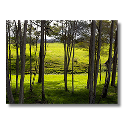 A green meadow shines through a grove of native trees on New Zealand's north island.