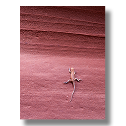 A desert lizard (Larry) trys to warm up on the wall of Antalope Canyon.