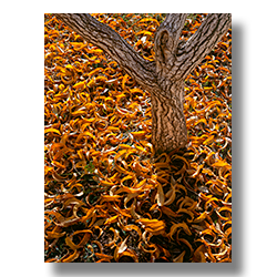 Leaves fallen from a peach tree in the orchard at Lonly Dells Ranch.