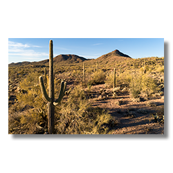 A mature saguaro grows along the banks of the Blue Tank Wash in Wickenburg, Arizona.