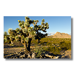 Joshua tree and the Date Creek Range.