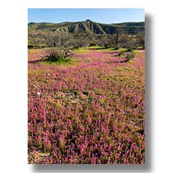 Purple Owl's Clover growing on the Sonoran Desert floor in spring.