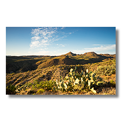 The setting sun shines on a prickly peark and hills near Bagdad.