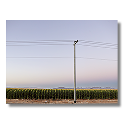 A power line runs along the north border of a corn field on the west side of Phoenix.