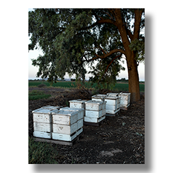 Bee hives placed under an eucalyptus tree on the west side of Phoenix.