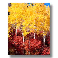 Aspen huckleberry